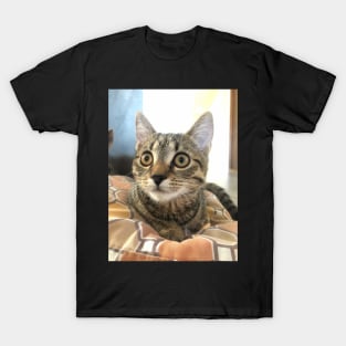 Surprised cat T-Shirt